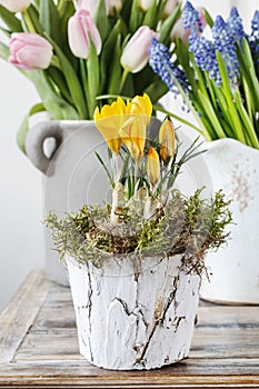 Yellow crocus flower decorated with moss