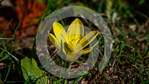 Yellow crocus flower in the grass