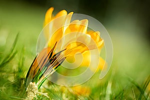 Yellow crocus flower on a green spring meadow, closeup of a crocus flavus