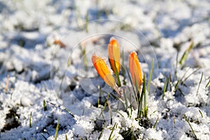 Yellow crocus flower in snow