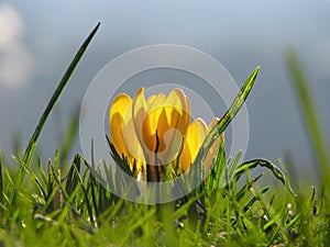 Yellow Crocus Flower in Spring