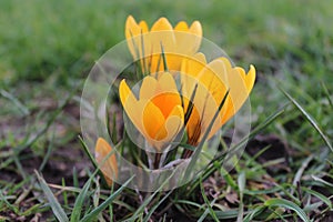 Yellow Crocus Flower in Spring