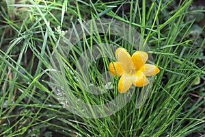 Yellow crocus flower in springtime. One of the first spring flowers. Crocus on green grass, close-up, symbol of spring.