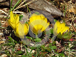 Yellow Crocus Flower Sternbergia Lutea Autumn And Winter Daffodil. First autumn yellow flower crocus. Many blooming crocus buds.