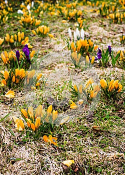 Yellow Crocus on a flowerbed