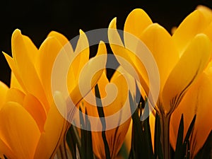 Yellow crocus flowers