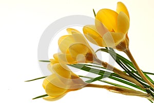 Yellow Crocus Flowers