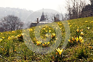 Yellow Crocus flowers above the city