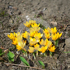 Yellow crocus flowers bloom