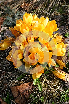Yellow Crocus flowers in bloom