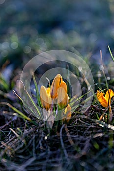 Yellow crocus flowers in early spring in rays of sun in forest