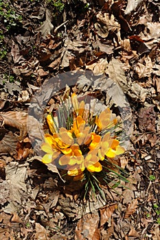 Yellow Crocus flowers emerge from a pile of dead leaves