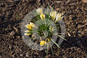 Yellow crocus flowers