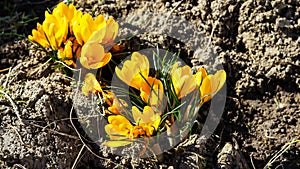 Yellow Crocus flowers in the ground, in early spring, photographed in detail, from above in the sunlight