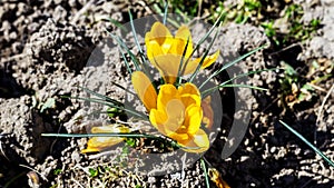 Yellow Crocus flowers in the ground, in early spring, photographed in detail, from above in the sunlight