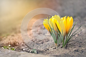 Yellow Crocus Flowers