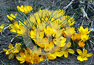 Yellow crocus flowers and long green leaves pressed tightly together. Spring background with saffron