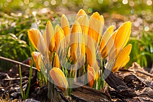 Yellow crocus flowers macro detail