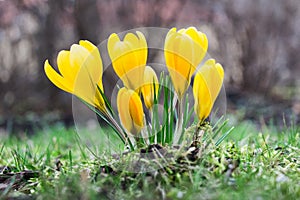 Yellow crocus flowers in the park in springtime