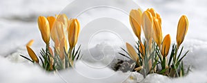 Yellow crocus flowers in snow.