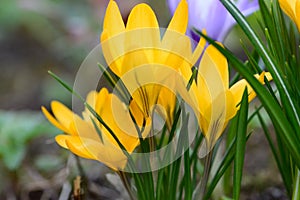 Yellow crocus flowers