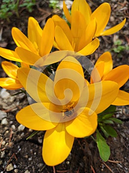 Yellow Crocus flowers in spring