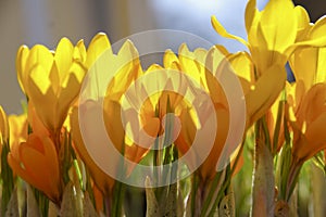 Yellow crocus flowers in springtime