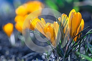 Yellow crocus flowers on a sunny spring day