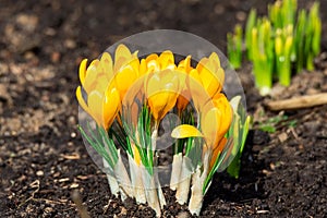 Yellow crocus flowers