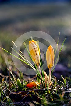 Yellow Crocus Saffron flowers in early spring in rays of sun