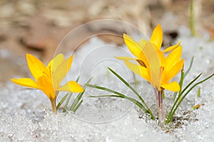 Yellow crocus