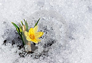 Yellow crocus in snow