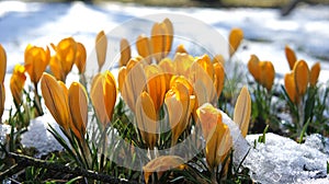 Yellow crocus snow europe