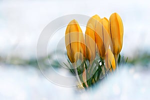 Yellow crocus in snow.