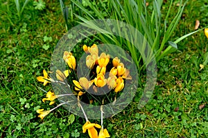 Yellow crocus