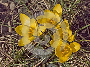 Yellow crocus on spring meadow