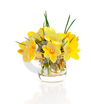 Yellow crocus vernus (Spring Crocus)