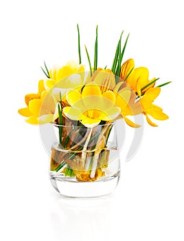 Yellow crocus vernus