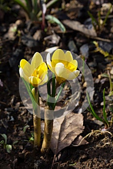 Yellow crocus vernus