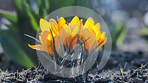 Yellow crocuses bloom in spring. Bees fly over flowers