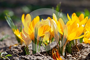 Yellow crocuses bloomed in the sunlight