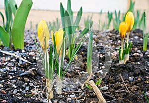 Yellow crocuses blooming