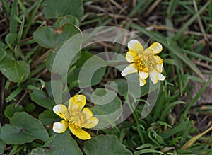 Yellow crocuses blooming in early spring