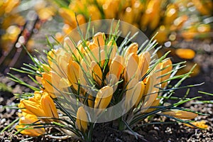 Yellow crocuses blooming in early spring. Yellow crocus flowers