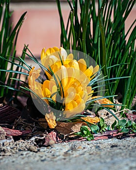 Yellow crocuses blooming in spring