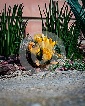 Yellow crocuses blooming in spring