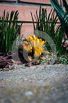 Yellow crocuses blooming in spring