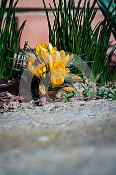 Yellow crocuses blooming in spring