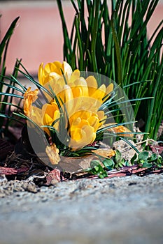 Yellow crocuses blooming in spring