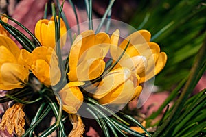 Yellow crocuses blooming in spring